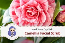 camellia-rose-tsubaki-oil-dry-skin-benefits-uses
