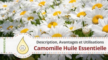 Camomille Huile Essentielle. Description, Avantages et Utilisations