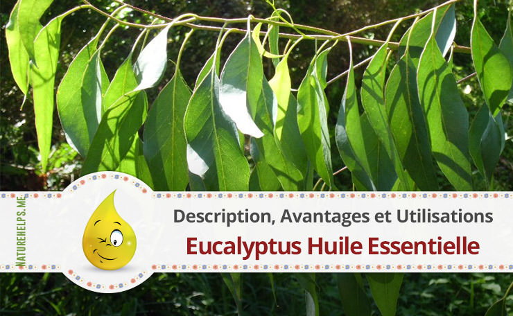 Eucalyptus Huile Essentielle. Description, Avantages et Utilisations