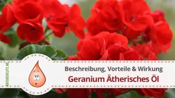 Geranium Ätherisches Öl. Beschreibung, Vorteile & Wirkung