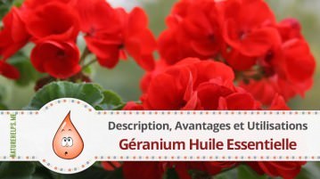 Géranium Huile Essentielle. Description, Avantages et Utilisations