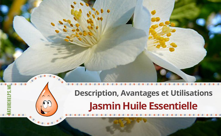 Jasmin Huile Essentielle. Description, Avantages et Utilisations