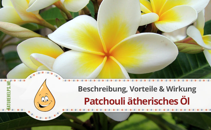 Patchouli ätherisches Öl. Beschreibung, Vorteile & Wirkung