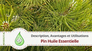 Pin Huile Essentielle. Description, Avantages et Utilisations