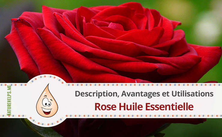 Rose Huile Essentielle. Description, Avantages et Utilisations