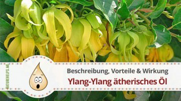 Ylang-Ylang ätherisches Öl. Beschreibung, Vorteile & Wirkung