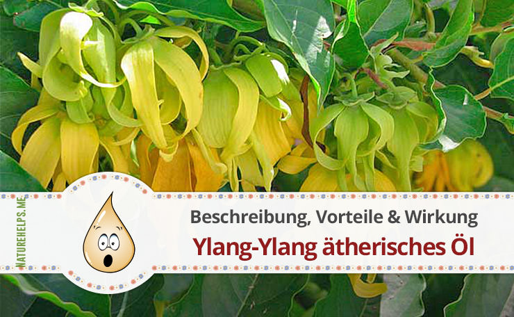 Ylang-Ylang ätherisches Öl. Beschreibung, Vorteile & Wirkung