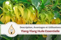 ylang-ylang-huile-essentielle-description-avantages-utilisations