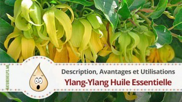 Ylang-Ylang Huile Essentielle. Description, Avantages et Utilisations